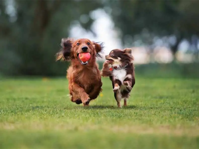 Which small Dog is easy to train in India?